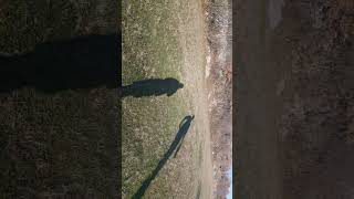 spectral shifters - little bird #impromusic #nature #peace