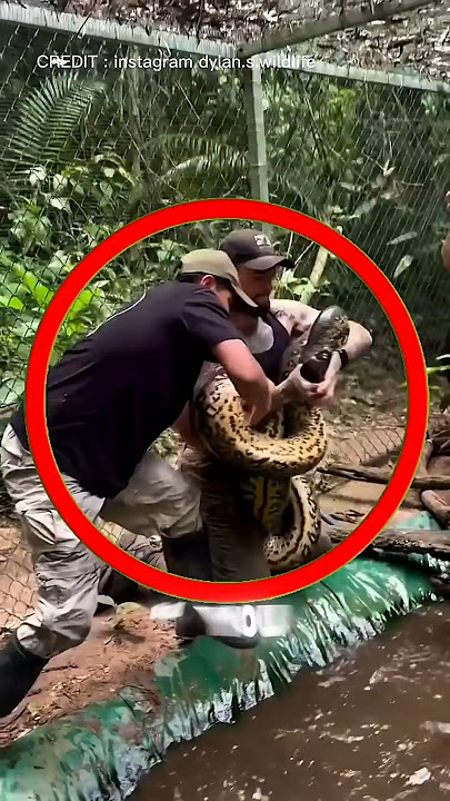 You Won’t Believe What He Found in This Muddy Water! 😨🐍