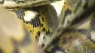 Longest Snake Ever: The Python Reticulatus! This is the longest and almost the biggest snake on earth: The Python reticulatus- Hope you enjoyed the video...