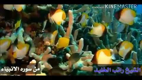 الشيخ راتب الخليدي من سوره الانبياء