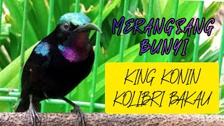 Pancingan king konin gacor  memangil lawan/kawan,king konin malas langsung rajin bunyi