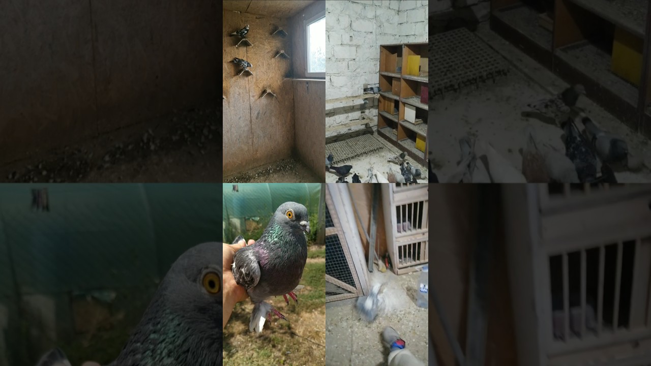 Самаркандские Голуби 