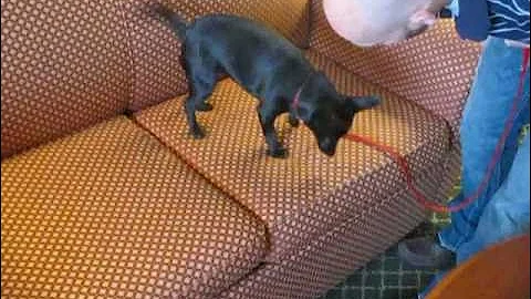 New York Bed Bug Dog - Demonstration of Canine Bed Bug Scent Detection -- Daisy, Midas & Tater