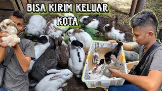 Jual kelinci hias 100ribu,an ‼️Ready holand lop , fuzzy lop , Nederland , Australia dan kelinci rex