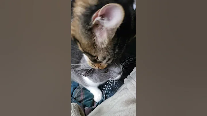 Watch the video about #molly #groot #mainecoon #Grootman #kittenstagram #cat #kitty#catvideos #catlover#kittycat#freakout