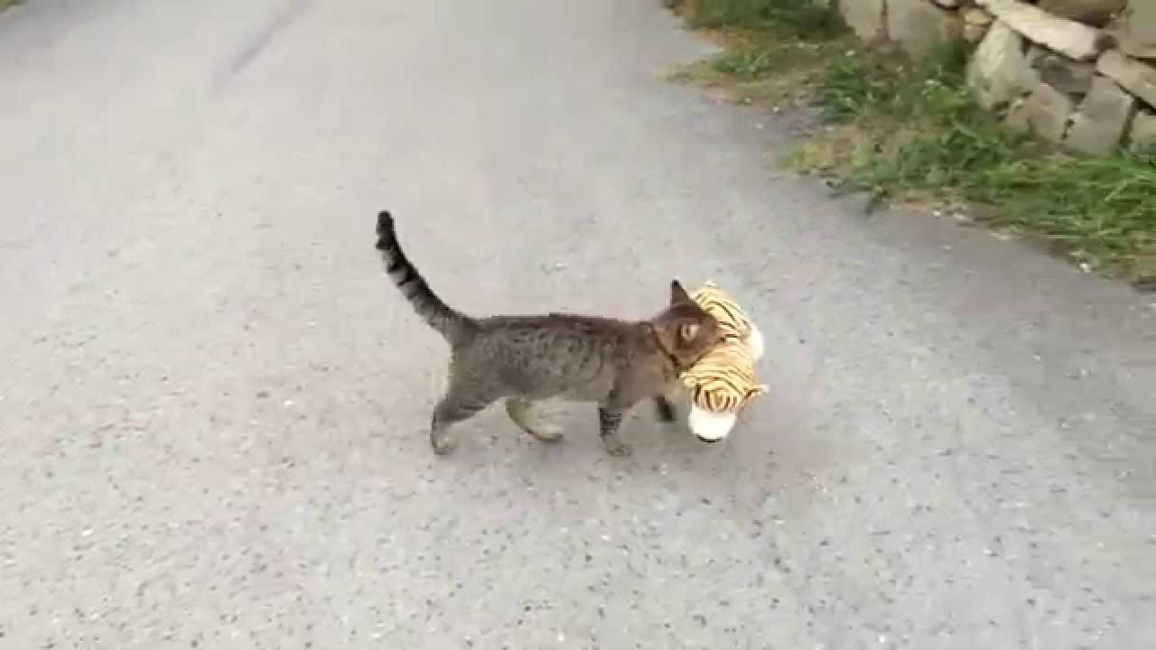 My cat went to the neighbours to borrow a tiger plush toy 
