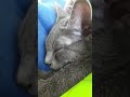 Facts about the Korat cat