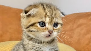 Sweet serenades: meowing adorable kittens by Fluffy tails 827 views 3 months ago 1 minute, 42 seconds