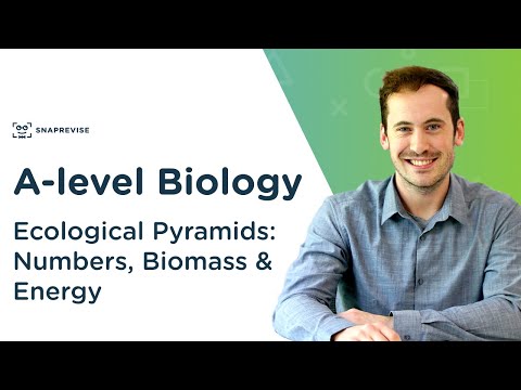 Ecological Pyramids: Numbers, Biomass & Energy | A-level Biology | OCR, AQA, Edexcel