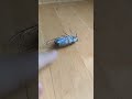 恐怖のセミ爆弾 不発弾にご注意を セミ Cicada 昆虫 Shorts セミ爆弾 セミファイナル 恐怖のセミ爆弾 不発弾にご注意を セミ Cicada 昆虫 Shorts セミ爆弾 セミファイナル