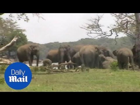 Heartbreaking moment herd of elephants mourn dead leader