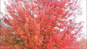 Canadian Red Maple Tree during the Autumn Season