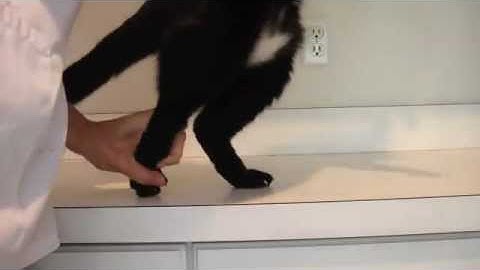 Cat Foot Placement Conscious Proprioception