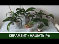 Орхидеи в Керамзите * Наращивание корней Нашатырным Спиртом