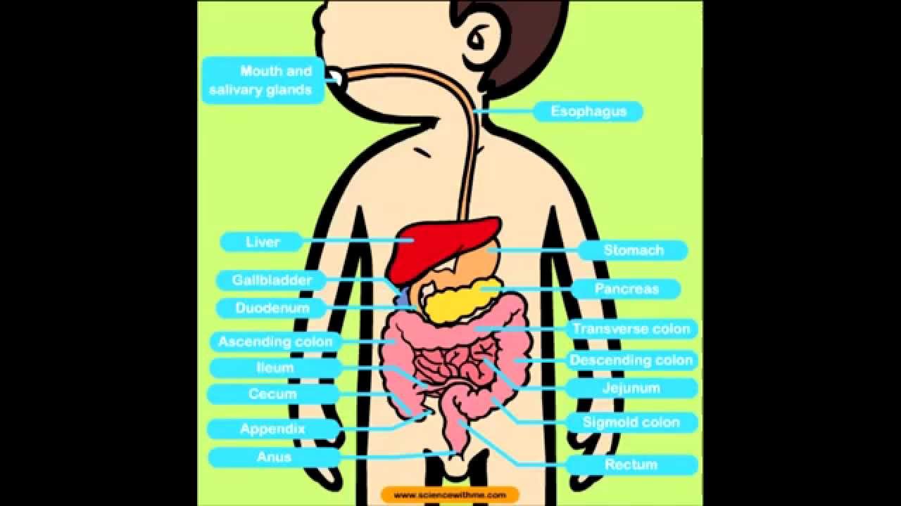 The Digestive System "Diarrhea" - YouTube