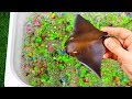Learn animals for kids in color water box - Learn Wild Animal, Sea Animal Names with Toys for kids