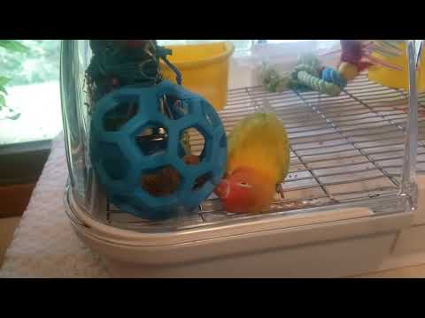 Activitoys Hol ee Roller Parrot Toy