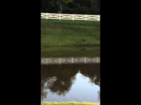 Girl gets chased  by goose