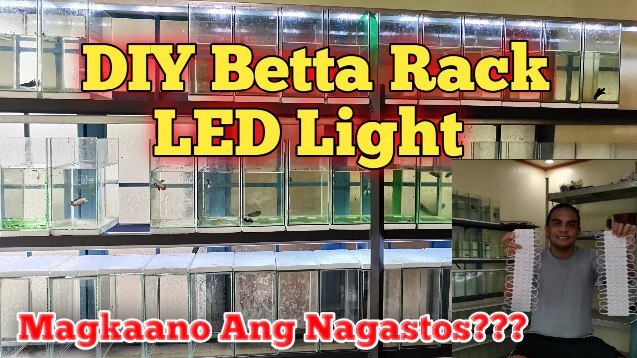 MAULAN NA ARAW | DIY NA ILAW PARA SA AKING BETTA RACK | SHOUTOUT -Judo ...