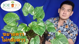 EP.62_ดาวไม่กลับดาว! การขยายพันธุ์เสน่ห์จันทร์ประกายดาวแบบง่ายๆ