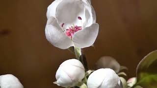 Peaceful Beautiful Orchids 🌼 | Silent Nature Short| @TheQueensSilentQuarter  screenshot 1