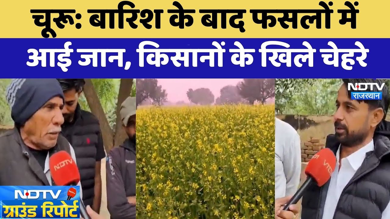 Churu: बारिश के बाद फसलों में आई जान, किसानों के खिले चेहरे | Mawat Rain | Rabi Crops | Top News