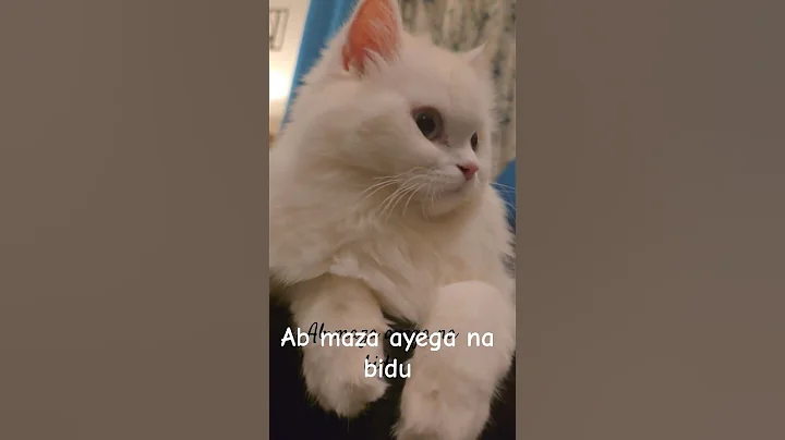 Watch the video about Ye kya dabba sa leke meri video banata rehta hai🤳 #cat #catshorts #shorts #pets #funny #catvideos