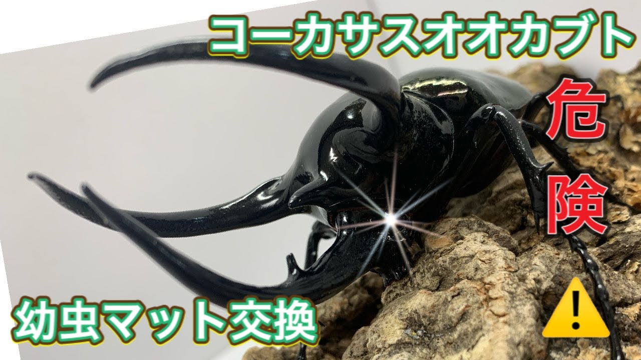 Caution: May bite ⚠️] Changing the substrate for Caucasus beetle