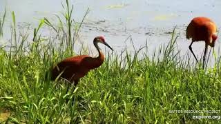 Mississippi River Flyway Cam, explore.org, July 2, 2021