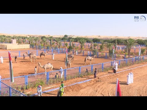 انطلاق مزاينة صفوة سويحان للأصايل في نسختها الثانية