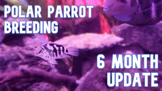 Polar Parrot Breeding Update | 6 Months Later