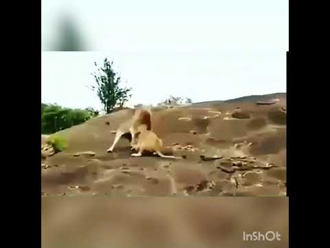 نحن في الحرب اسود لانهااب إسماعيل العلي 