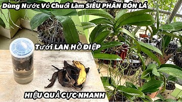 Dùng Nước Vỏ Chuối Làm Siêu Phân Bón Lá Tưới Lan Hồ Điệp Hiệu Quả Cực Nhanh