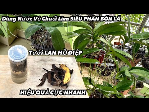 Video: Vỏ chuối và những công dụng của nó. Phân bón vỏ chuối cho cây trồng trong nhà