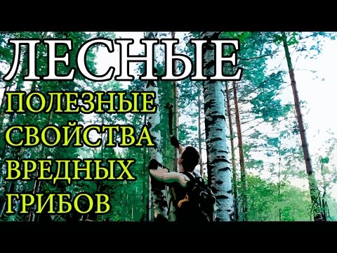 Видео: Аспержи - полезни свойства и противопоказания