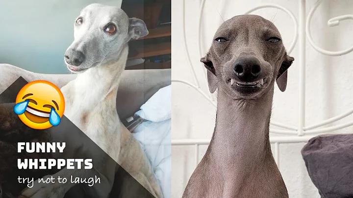 10 Funniest Whippet Videos | Funny Animals