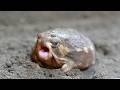 Rain frogs, wake up. Cute assortment 🎁 9