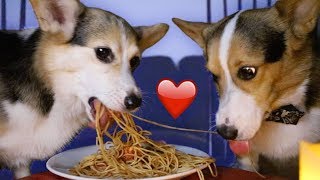 Lady \& the Tramp Valentines Spaghetti for CORGIS || Life After College: Ep. 584
