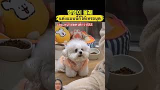 ควรไปเรียนแต่งหน้าเพิ่ม #dog #shortvideo #smilesmile #pets #funny #animals #youtubeshorts #viral