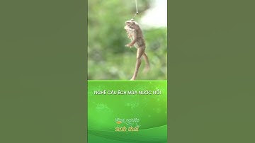 Nghề câu ếch mùa nước nổi #shorts | NÔNG NGHIỆP SINH THÁI