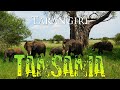 Safari im Tarangire Nationalpark | TANSANIA 2021 #4