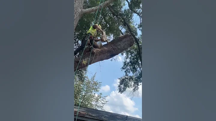 Arborist removes storm damaged branch. #treework #treeclimber #shortvideo #stihl #arborist #chainsaw