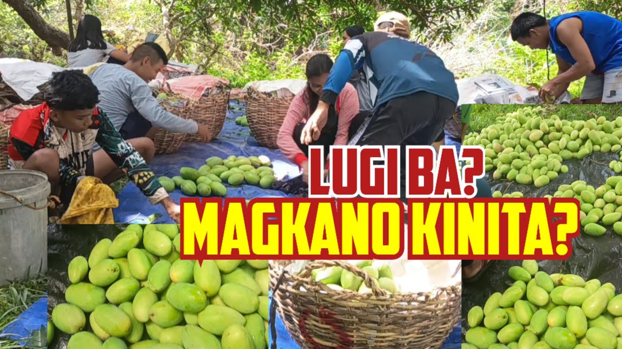 PAANO MAIWASANG MALUGI at GAANO KALAKI ANG PWEDENG KITAIN SA MANGGA?