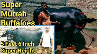 Murrah Buffalo 5 Feet 6 Inch Height 18-20 Milk गज़ब है बलजीत जखोली कहाँ से लेते हैं? सुपर भैंस