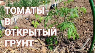 ВЫСАЖИВАЮ ТОМАТЫ 🍅 в ОТКРЫТЫЙ грунт. Что кладу в лунку