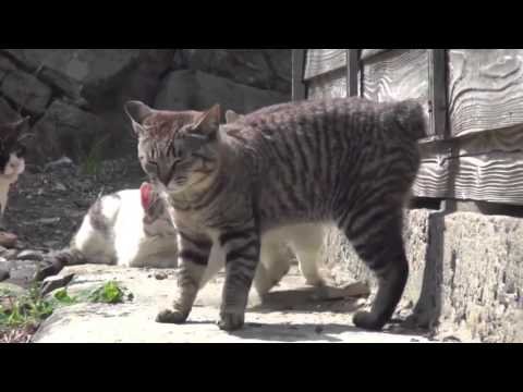 Vídeo: La Isla Japonesa, Que Alberga A Unas 100 Personas Y Casi 400 Gatos - Vista Alternativa