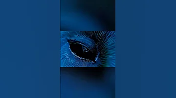 Crows Hate Owls 