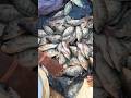 tela piya fish #fishmarket #shorts