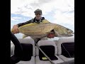 Mulloway on soft vibs