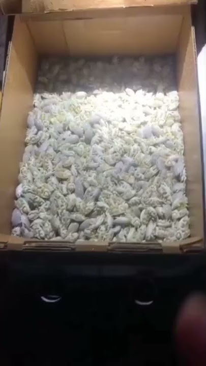 Ini penampakan undur undur laut atau kutu laut sebelum di goreng